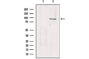 Western blot analysis of extracts from 293, using USP45 Antibody. (USP45 Antikörper  (Internal Region))