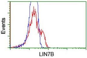 Flow Cytometry (FACS) image for anti-Lin-7 Homolog B (LIN7B) antibody (ABIN1499157) (LIN7B Antikörper)