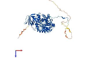 DPYSL3 Protein (AA 1-570) (His tag)