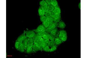 Immunocytochemistry/Immunofluorescence analysis using Mouse Anti-Hsc70 Monoclonal Antibody, Clone 1F2-H5 . (Hsc70 Antikörper  (Atto 390))