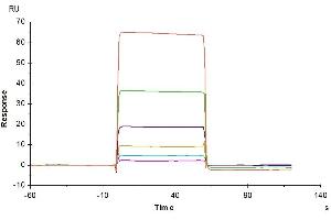Human B7-H5, hFc Tag captured on CM5 Chip via Protein A can bind Human IGSF11, His Tag with an affinity constant of 14.