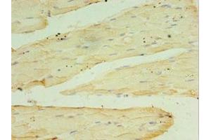 Immunohistochemistry of paraffin-embedded human skeletal muscle tissue using ABIN7166948 at dilution of 1:100