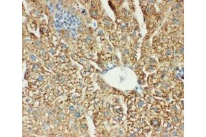 IHC-P: MTCO1 antibody testing of mouse liver tissue (COX1 Antikörper  (C-Term))