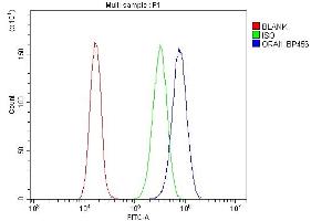 Flow Cytometry analysis of CACO-2 cells using anti-ORAI1 antibody (ABIN7601852).