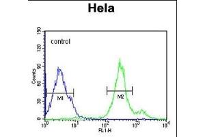 CYC1 Antibody (C-term) (ABIN651531 and ABIN2840281) flow cytometric analysis of Hela cells (right histogram) compared to a negative control cell (left histogram). (Cytochrome C1 Antikörper  (C-Term))