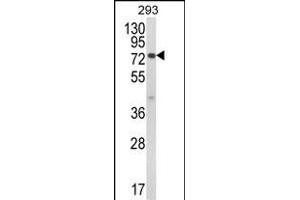 Western blot analysis of JAKMIP1 Antibody (Center) (ABIN652629 and ABIN2842419) in 293 cell line lysates (35 μg/lane). (JAKMIP1 Antikörper  (AA 270-297))