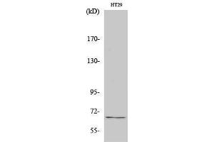 Western Blotting (WB) image for anti-TAF5-Like RNA Polymerase II, P300/CBP-Associated Factor (PCAF)-Associated Factor, 65kDa (TAF5L) (Internal Region) antibody (ABIN3180353) (TAF5L Antikörper  (Internal Region))