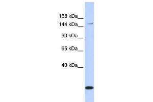 WB Suggested Anti-ABCC3 Antibody Titration:  0. (ABCC3 Antikörper  (Middle Region))