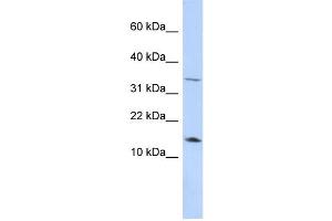 WB Suggested Anti-LEP Antibody Titration:  0. (Leptin Antikörper  (Middle Region))