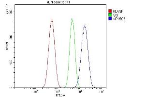 Flow Cytometry analysis of U87 cells using anti-MPI antibody (ABIN7600514). (MPI Antikörper  (AA 2-99))