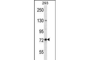 SPG7 Antibody (Center) (ABIN656408 and ABIN2845702) western blot analysis in 293 cell line lysates (35 μg/lane). (SPG7 Antikörper  (AA 115-141))