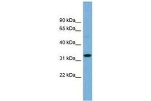 Image no. 1 for anti-Olfactory Receptor, Family 6, Subfamily C, Member 68 (OR6C68) (N-Term) antibody (ABIN6743311) (OR6C68 Antikörper  (N-Term))