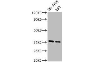Western Blot Positive WB detected in: SH-SY5Y whole cell lysate, 293 whole cell lysate All lanes: GAS1 antibody at 3. (GAS1 Antikörper  (AA 248-318))