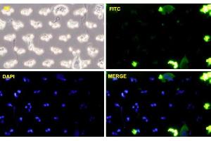 PC3-MM2 cells were stained with CDH11-FITC labeled monoclonal antibody (Green). (OB Cadherin Antikörper  (AA 54-612))