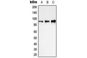 Western blot analysis of STAT1 expression in HeLa (A), NIH3T3 (B), PC12 (C) whole cell lysates. (STAT1 Antikörper  (C-Term))