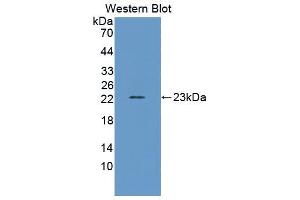 Western blot analysis of the recombinant protein. (IFNA Antikörper  (AA 24-195))