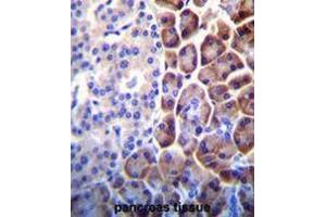 COPE Antibody (C-term) immunohistochemistry analysis in formalin fixed and paraffin embedded human pancreas tissue followed by peroxidase conjugation of the secondary antibody and DAB staining.