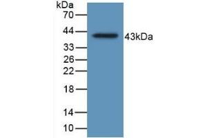 Western Blotting (WB) image for anti-Hemochromatosis Type 2 (Juvenile) (HFE2) (AA 29-401) antibody (ABIN7428074)