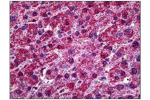 Immunohistochemistry (IHC) image for anti-Hypoxia Up Regulated 1 (HYOU1) antibody (ABIN781900) (HYOU1 Antikörper)