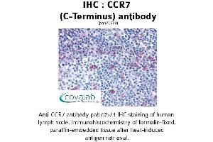Image no. 1 for anti-Chemokine (C-C Motif) Receptor 7 (CCR7) (C-Term) antibody (ABIN1732780) (CCR7 Antikörper  (C-Term))