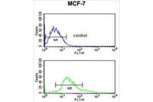 KRT1 Antibody (Center) flow cytometric analysis of MCF-7 cells (bottom histogram) compared to a negative control cell (top histogram). (Cytokeratin 1 Antikörper  (Middle Region))