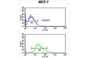 KRT1 Antibody (Center) flow cytometric analysis of MCF-7 cells (bottom histogram) compared to a negative control cell (top histogram).