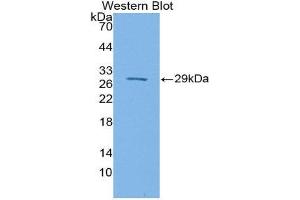 Western Blotting (WB) image for anti-Signal-Regulatory Protein beta 1 (SIRPB1) (AA 127-356) antibody (ABIN1870890)