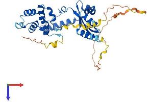 DEDD Protein (AA 1-318) (His tag)