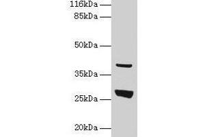 Western blot All lanes: Gamt antibody at 2 μg/mL + Rat liver tissue Secondary Goat polyclonal to rabbit IgG at 1/10000 dilution Predicted band size: 27 kDa Observed band size: 27 kDa (GAMT Antikörper  (AA 1-236))