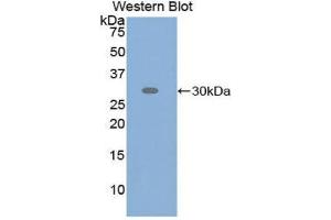 Western Blotting (WB) image for anti-Activating Transcription Factor 6 (ATF6) (AA 423-646) antibody (ABIN1858094) (ATF6 Antikörper  (AA 423-646))