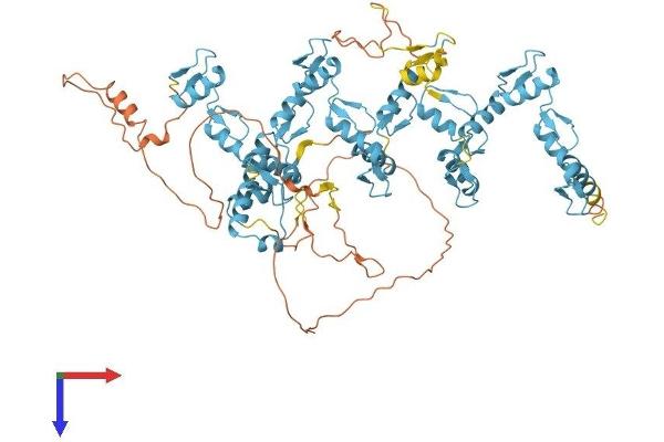 RBAK Protein (AA 1-711) (His tag)