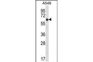 Western blot analysis in A549 cell line lysates (35ug/lane). (ZNF417 Antikörper  (AA 136-164))