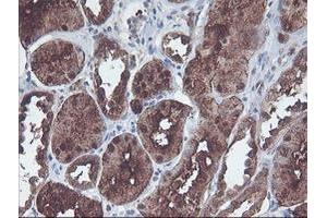 Image no. 1 for anti-CNDP Dipeptidase 2 (Metallopeptidase M20 Family) (CNDP2) antibody (ABIN1497548) (CNDP2 Antikörper)