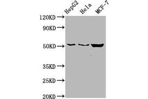 Western Blot Positive WB detected in: HepG2 whole cell lysate, Hela whole cell lysate, MCF-7 whole cell lysate All lanes: CDS2 antibody at 6 μg/mL Secondary Goat polyclonal to rabbit IgG at 1/50000 dilution Predicted band size: 52, 30 kDa Observed band size: 52 kDa (CDS2 Antikörper  (AA 354-445))