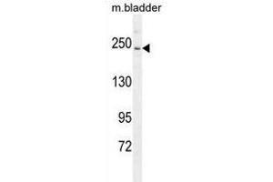 RICTOR Antibody (C-term) (ABIN391385 and ABIN2841393) western blot analysis in mouse bladder tissue lysates (35 μg/lane). (RICTOR Antikörper  (C-Term))