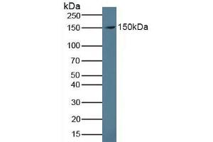 Detection of PRG4 in Human Serum using Polyclonal Antibody to Proteoglycan 4 (PRG4) (Proteoglycan 4 Antikörper  (AA 1151-1241))