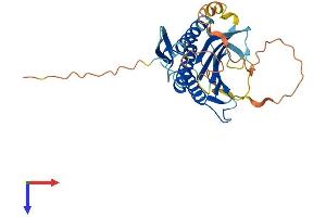 HORMAD2 Protein (AA 1-307) (His tag)