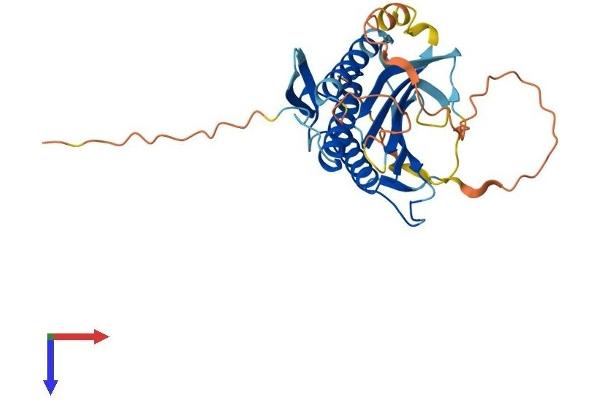 HORMAD2 Protein (AA 1-307) (His tag)