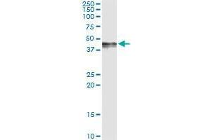 Immunoprecipitation of PDGFD transfected lysate using mouse monoclonal anti-PDGFD and Protein A Magnetic Bead (PDGFD (Human) IP-WB Antibody Pair)