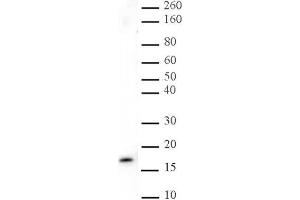 Histone H3 trimethyl Lys27 antibody tested by Western blot. (Histone 3 Antikörper  (H3K27me3))