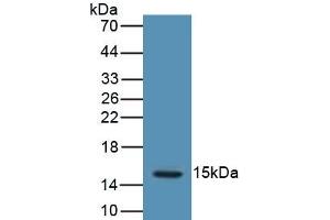 Detection of Recombinant LHb, Human using Polyclonal Antibody to Luteinizing Hormone Beta Polypeptide (LHb) (LHB Antikörper  (AA 23-141))