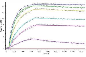 Human IL21 (ABIN7937705, ABIN8118314 and ABIN8118315) captured on Protein A Chip can bind Recombinant Human IL21R with an affinity constant of 1.