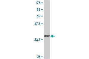 Western Blotting (WB) image for anti-Tumor Necrosis Factor (Ligand) Superfamily, Member 8 (TNFSF8) (AA 153-234) antibody (ABIN560241)