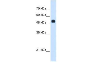 NAGS antibody used at 1. (NAGS Antikörper  (C-Term))