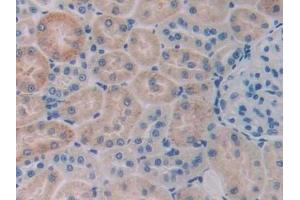 Detection of CBG in Rat Kidney Tissue using Monoclonal Antibody to Corticosteroid Binding Globulin (CBG) (SERPINA6 Antikörper  (AA 173-344))