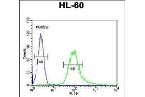 B3GNT4 Antibody (Center) (ABIN654653 and ABIN2844349) flow cytometric analysis of HL-60 cells (right histogram) compared to a negative control cell (left histogram). (B3GNT4 Antikörper  (AA 233-260))
