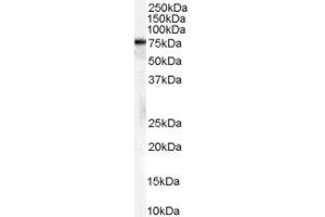 ABIN185659 (2µg/ml) staining of A431 cell lysate (35µg protein in RIPA buffer). (Hsc70 Antikörper  (Internal Region))