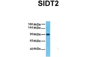 Host:  Rabbit  Target Name:  SIDT2  Sample Tissue:  Human Fetal Liver  Antibody Dilution:  1. (SIDT2 Antikörper  (N-Term))