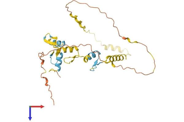 SNAIL Protein (SNAI1) (AA 1-264) (His tag)