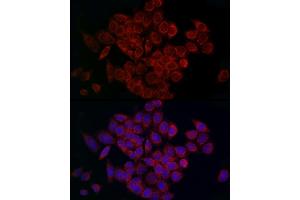 Immunofluorescence analysis of HeLa cells using MCU Rabbit pAb (ABIN7268549) at dilution of 1:200 (40x lens). (MCU Antikörper  (AA 1-351))